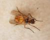 Phaonia sp.
